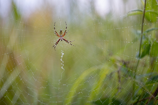 Epeire frelon | Ragno vespa | Argiope bruennichi