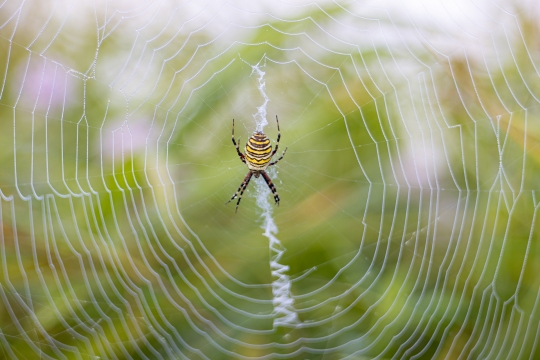 Epeire frelon | Ragno vespa | Argiope bruennichi