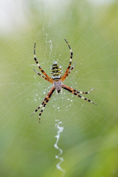 Epeire frelon | Ragno vespa | Argiope bruennichi