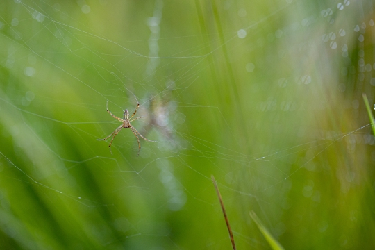 Epeire frelon | Ragno vespa | Argiope bruennichi