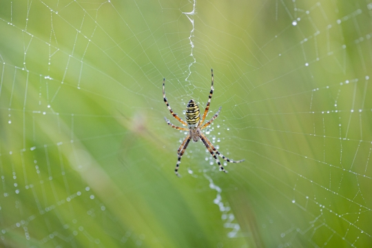 Epeire frelon | Ragno vespa | Argiope bruennichi