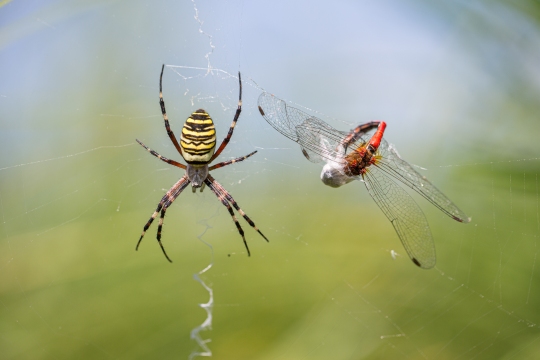Epeire frelon | Ragno vespa | Argiope bruennichi
