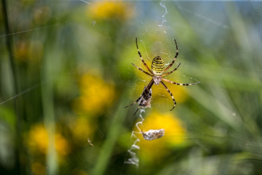 Epeire frelon | Ragno vespa | Argiope bruennichi