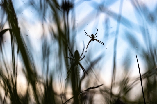 Epeire frelon | Ragno vespa | Argiope bruennichi