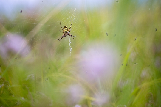 Epeire frelon | Ragno vespa | Argiope bruennichi