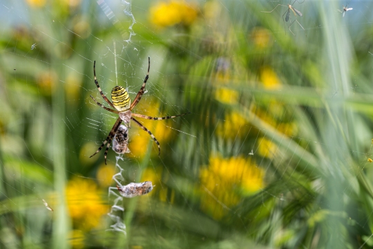 Epeire frelon | Ragno vespa | Argiope bruennichi