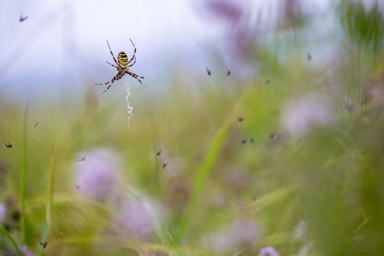 Epeire frelon | Ragno vespa | Argiope bruennichi