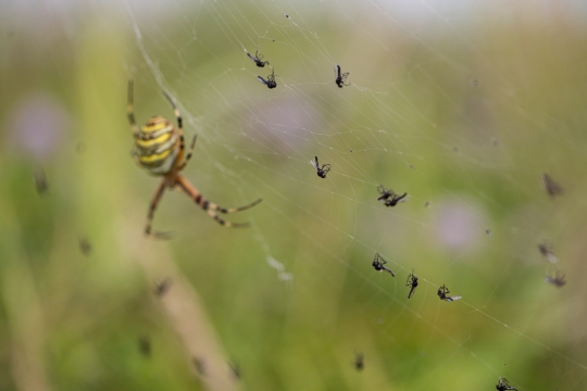 Epeire frelon | Ragno vespa | Argiope bruennichi