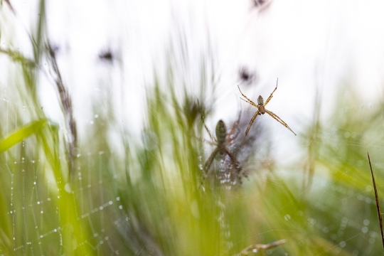 Epeire frelon | Ragno vespa | Argiope bruennichi