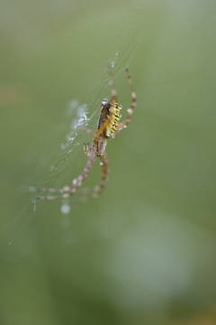 Epeire frelon | Ragno vespa | Argiope bruennichi