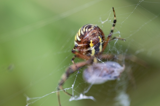 Epeire frelon | Ragno vespa | Argiope bruennichi
