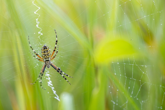 Epeire frelon | Ragno vespa | Argiope bruennichi