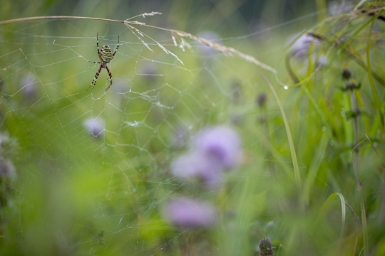 Epeire frelon | Ragno vespa | Argiope bruennichi