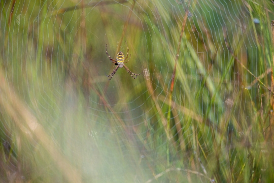 Epeire frelon | Ragno vespa | Argiope bruennichi
