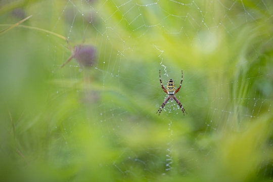 Epeire frelon | Ragno vespa | Argiope bruennichi