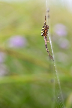 Epeire frelon | Ragno vespa | Argiope bruennichi