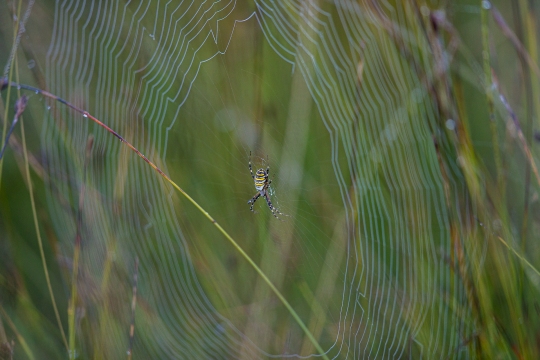 Epeire frelon | Ragno vespa | Argiope bruennichi