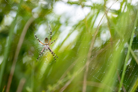 Epeire frelon | Ragno vespa | Argiope bruennichi