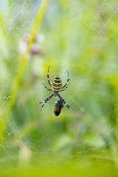 Epeire frelon | Ragno vespa | Argiope bruennichi