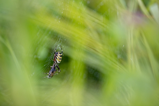 Epeire frelon | Ragno vespa | Argiope bruennichi