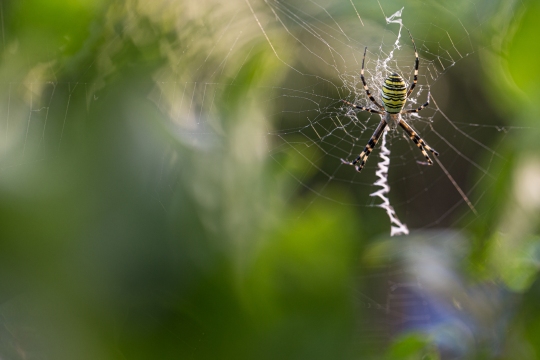 Epeire frelon | Ragno vespa | Argiope bruennichi