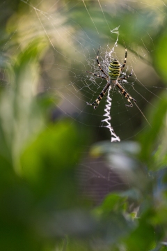 Epeire frelon | Ragno vespa | Argiope bruennichi