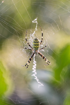 Epeire frelon | Ragno vespa | Argiope bruennichi