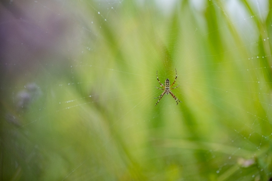 Epeire frelon | Ragno vespa | Argiope bruennichi