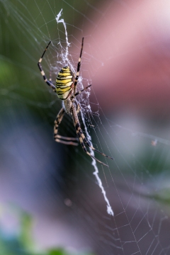 Epeire frelon | Ragno vespa | Argiope bruennichi