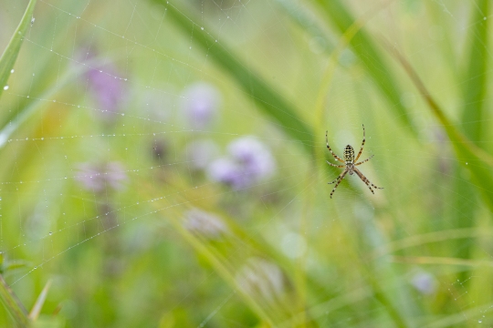 Epeire frelon | Ragno vespa | Argiope bruennichi