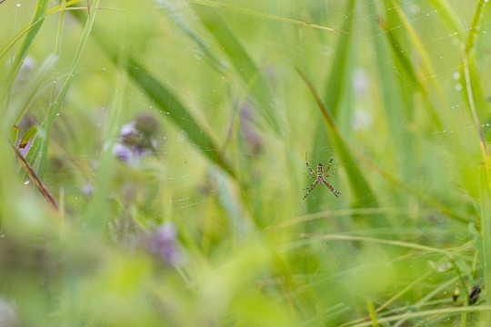 Epeire frelon | Ragno vespa | Argiope bruennichi