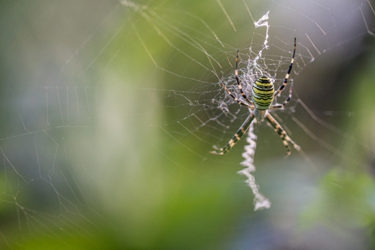 Epeire frelon | Ragno vespa | Argiope bruennichi