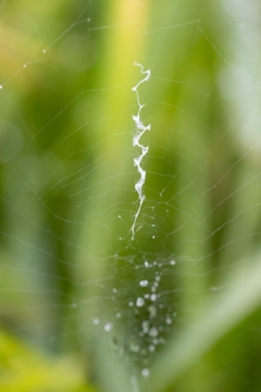 Epeire frelon | Ragno vespa | Argiope bruennichi