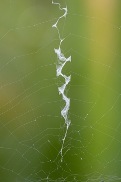 Epeire frelon | Ragno vespa | Argiope bruennichi