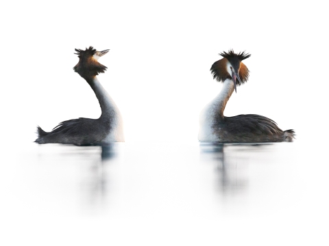 Grèbe huppé | Svasso maggiore | Podiceps cristatus