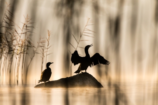 Grand cormoran | Cormorano | Phalacrocorax carbo