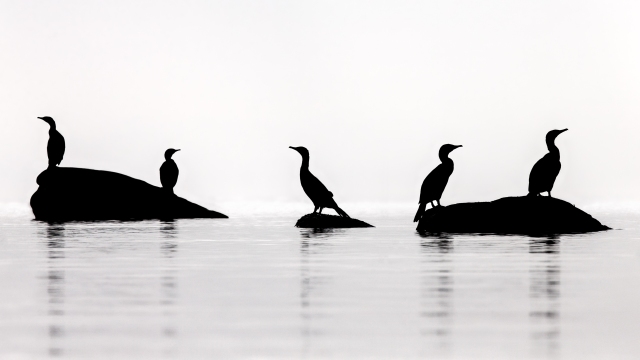 Grand cormoran | Cormorano | Phalacrocorax carbo