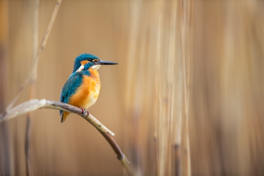 Martin-pêcheur d'Europe | Martin pescatore | Alcedo atthis
