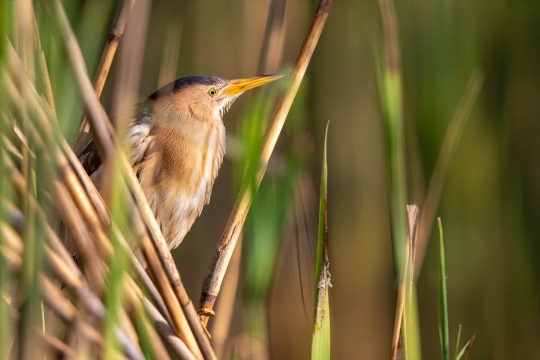 Blongios nain | Tarabusino | Ixobrychus minutus