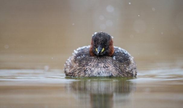 Grèbe castagneux | Tuffetto | Tachybaptus ruficollis
