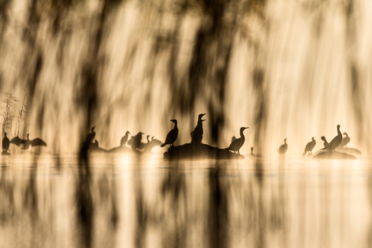 Grand cormoran | Cormorano | Phalacrocorax carbo