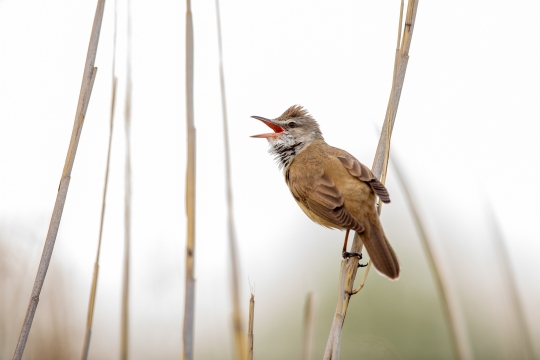 Rousserolle turdoïde | Cannareccione | Acrocephalus arundinaceus