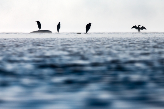 Grand cormoran et héron cendré | Cormorano e airone cenerino | Phalacrocorax carbo - Ardea cinerea