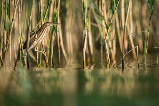 Blongios nain | Tarabusino | Ixobrychus minutus