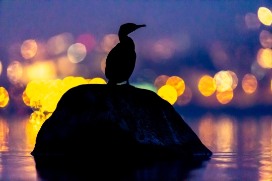 Grand cormoran | Cormorano | Phalacrocorax carbo