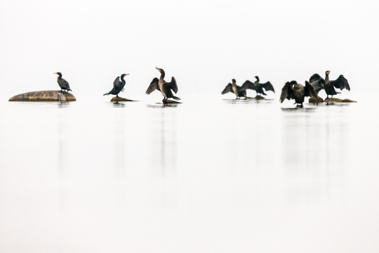 Grand cormoran | Cormorano | Phalacrocorax carbo
