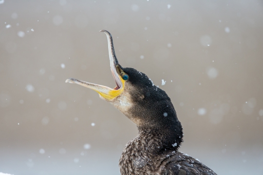 Grand cormoran | Cormorano | Phalacrocorax carbo