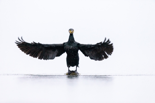 Grand cormoran | Cormorano | Phalacrocorax carbo