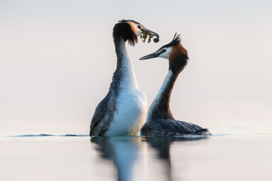 Grèbe huppé | Svasso maggiore | Podiceps cristatus