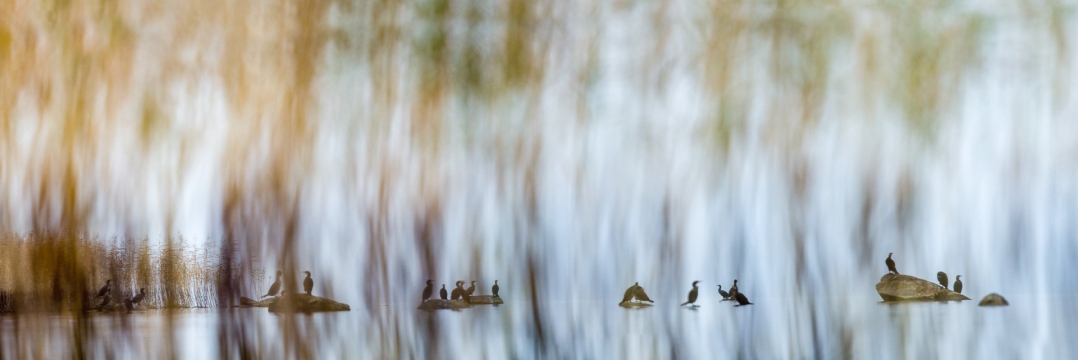 Grand cormoran | Cormorano | Phalacrocorax carbo